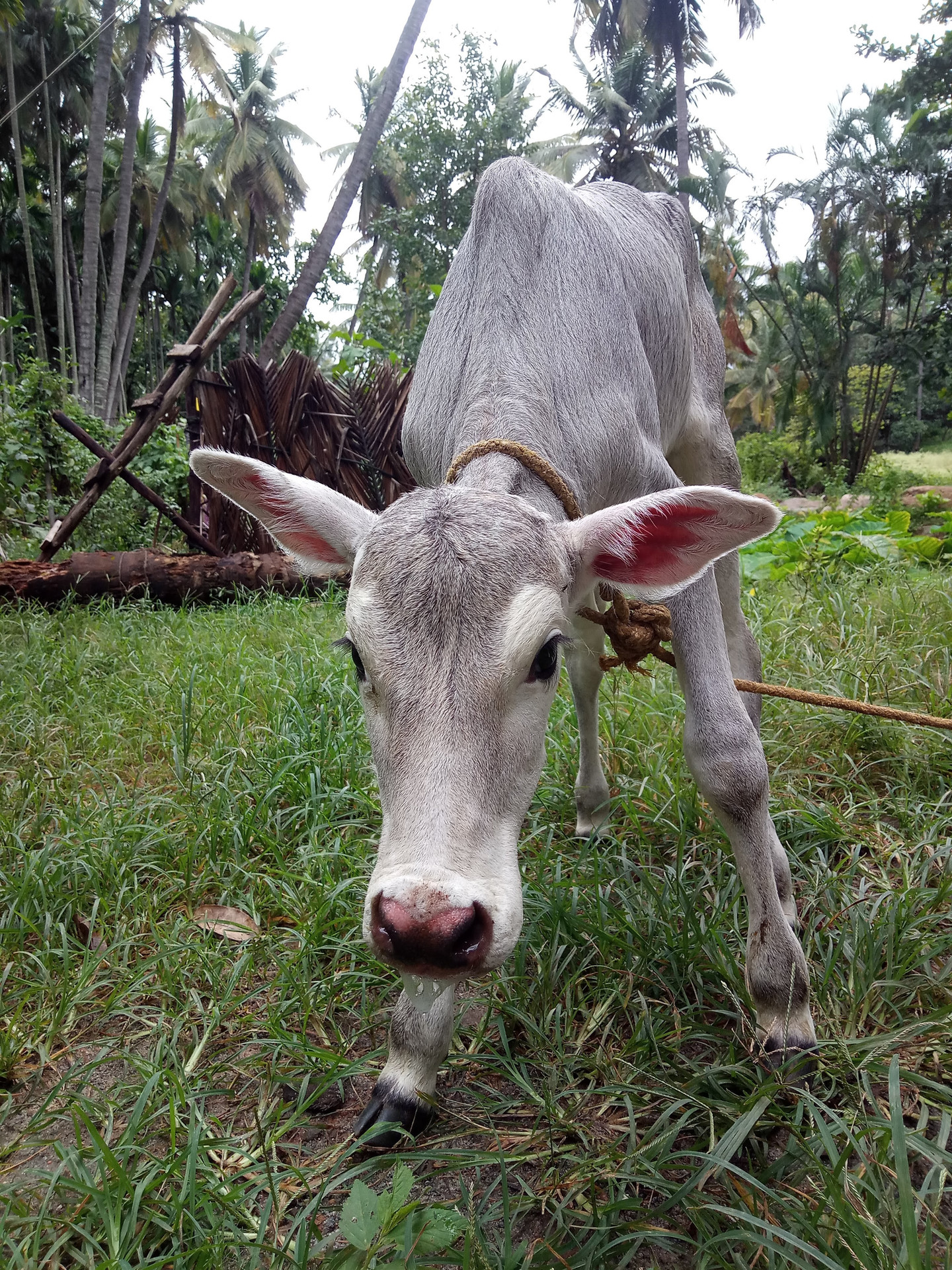 5-Acre Organic Farm with Cottages, Orchards & Wedding Lawn, Kanakapura Road — Farm Animals & Rustic Corners